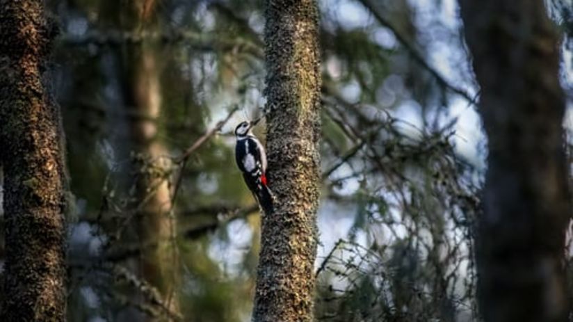 a bird perched on a tree