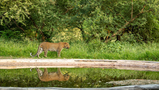 Panna National Park