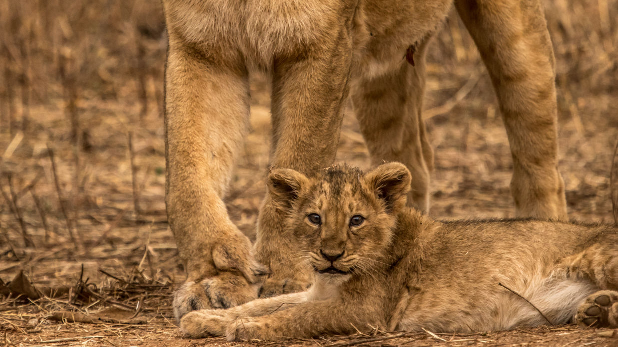 A Cub under a parent's shelter