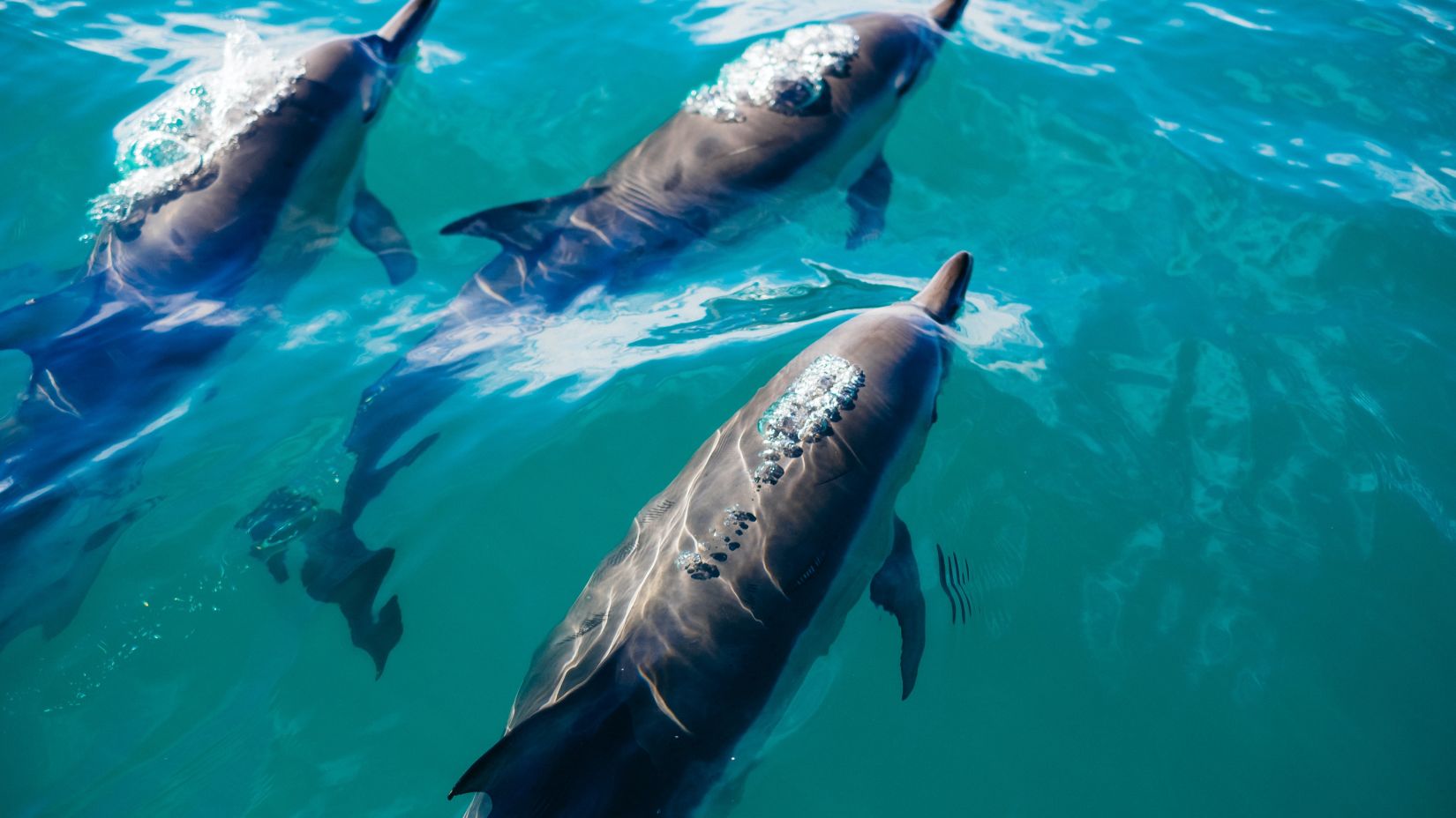 A pod of Dolphins swimming