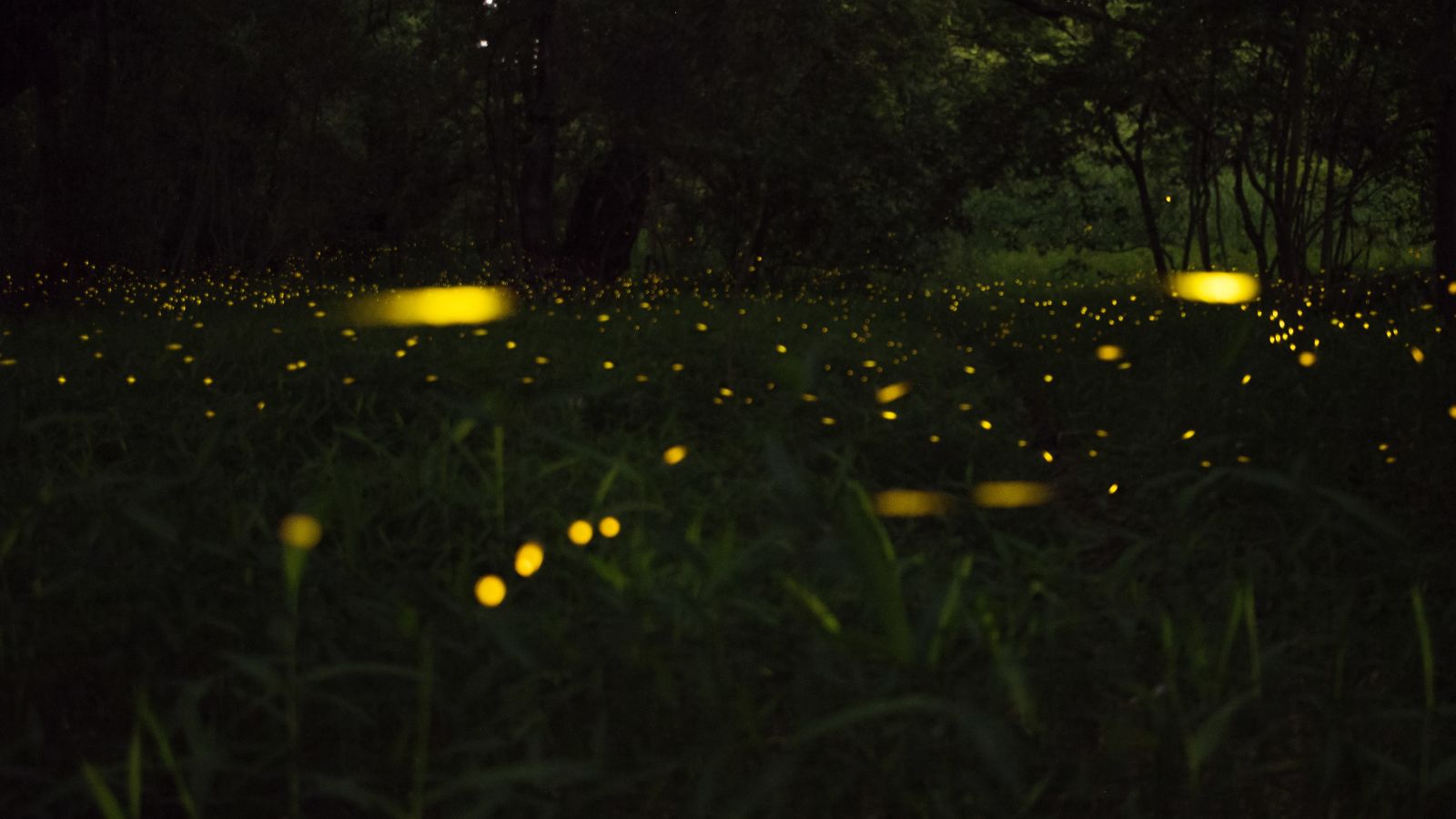 Image of fireflies illuminating the grass firld