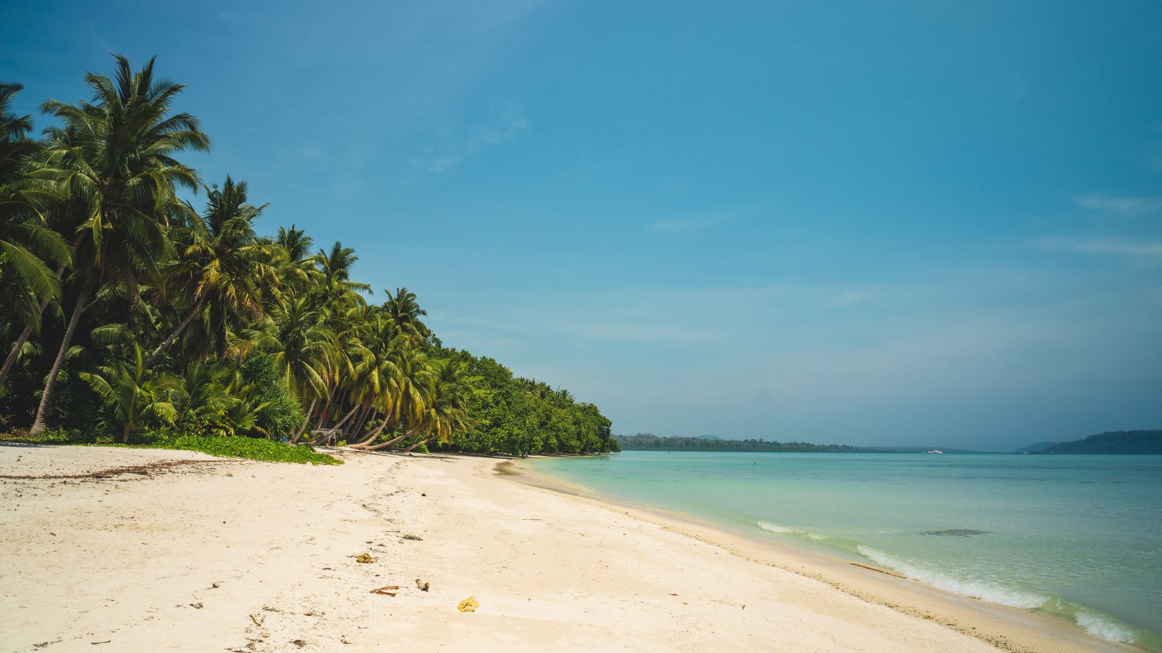 an image of a pristine beach surrounded by trees