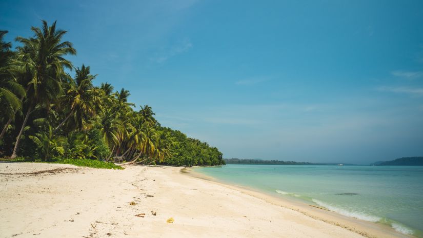 trees on a beach