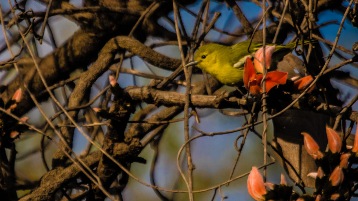 Common iora