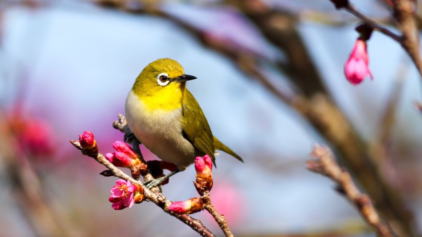 Karnala Bird Sanctuary