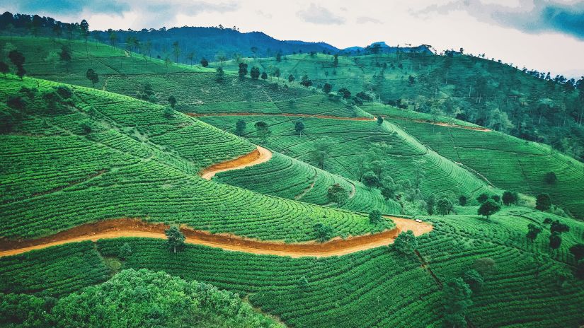 tea plantation