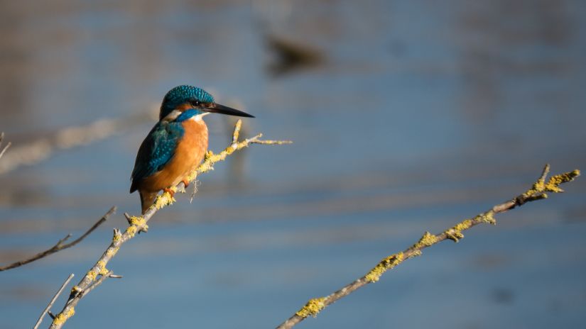 a bird perched on a branch of a tree