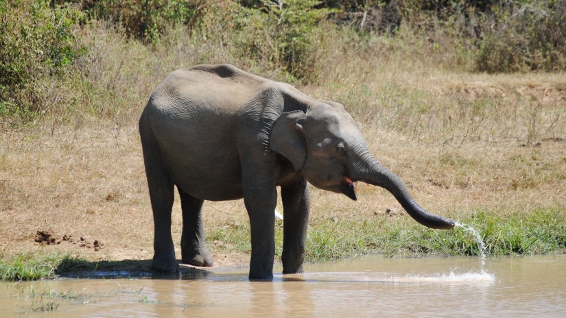 an elephant enjoying the water