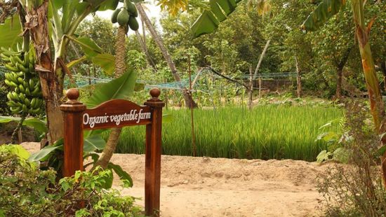 abad-turtle-organic-vegetable-farm, Contact Beach Resort in Marari, Beach resorts in Allepey, 4 Star Resorts in Alleppey, Best Beach Resorts in Alleppey, Best Beach Resorts Near Cochin, Beach Resorts in Kerala