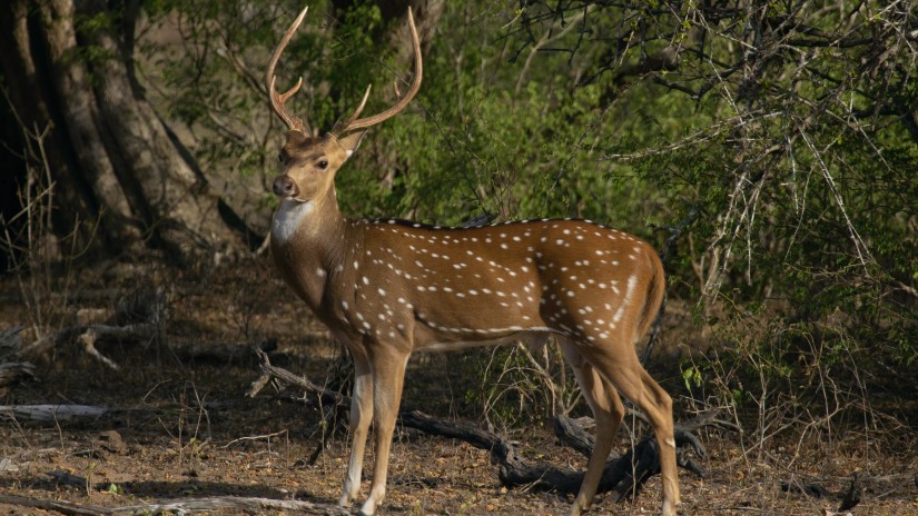 a spotted deer standing in the middle of a forest