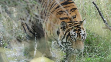 a tiger walking on tall grass