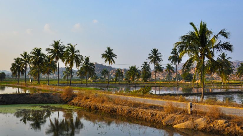 Palm trees with the hills in the backdrop at Betul