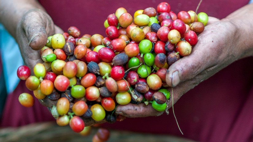 Coffee beans held by hand