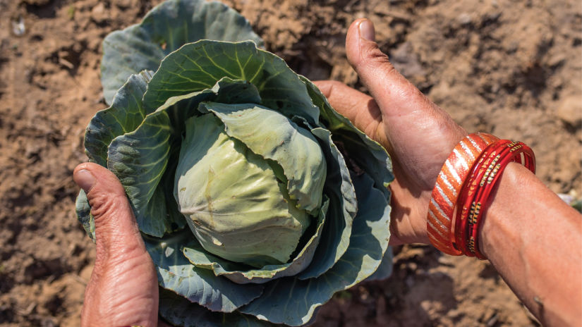 woman taking out a cabbage from ground on a farm