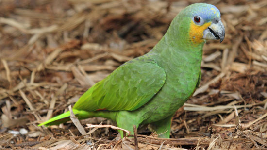 ORANGE WINGED AMAZON