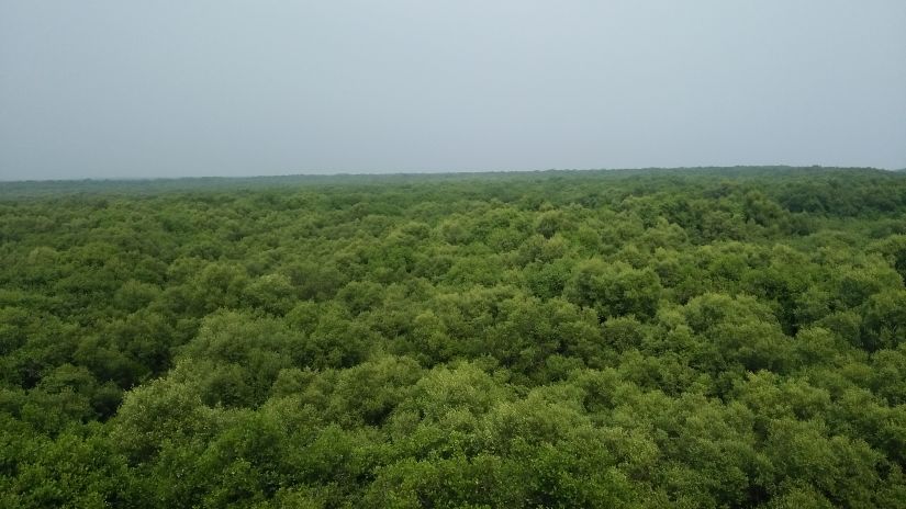 Coringa Wildlife Sanctuary, Hotel Paradigm Sarovar Portico Kakinada