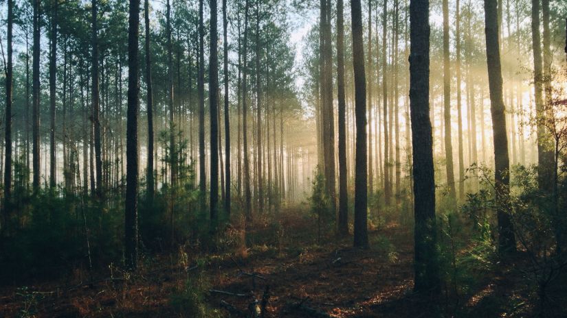 Morning sunlight seeping through the woods