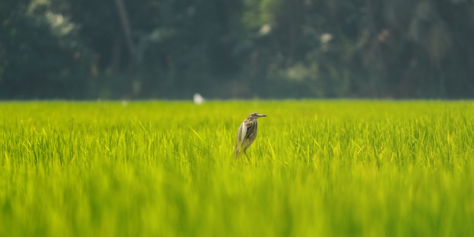 bird in a grass field at Kumarakom Bird Sanctuary