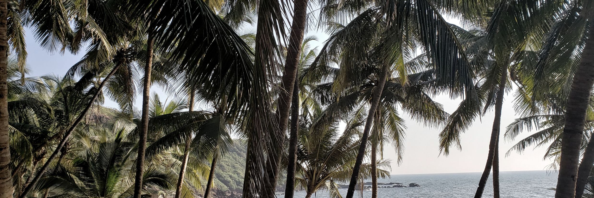 Palm Trees swaying in the wind @ Lamrin Ucassaim Hotel, Goa