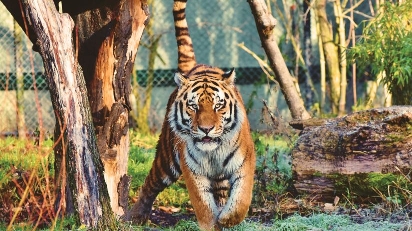 A picture of a tiger in a zoo