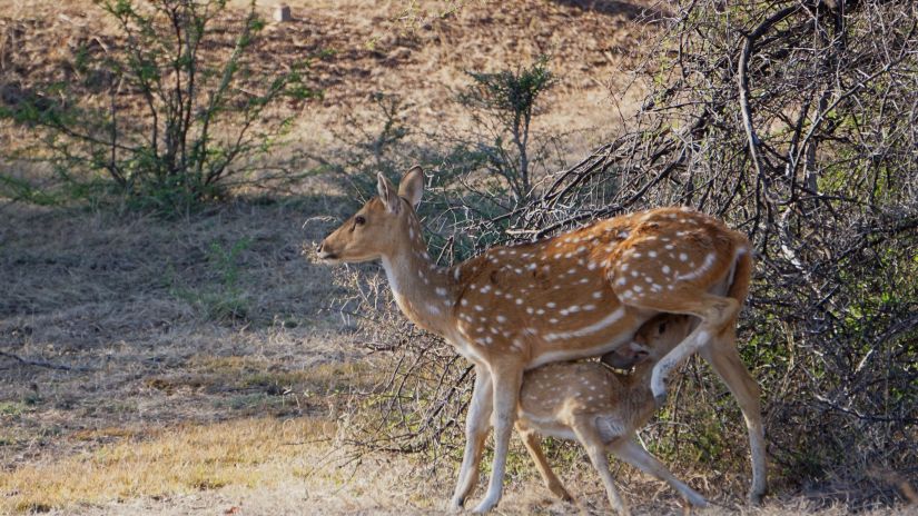 A fawn suckling on its mother inside ranthambore national park