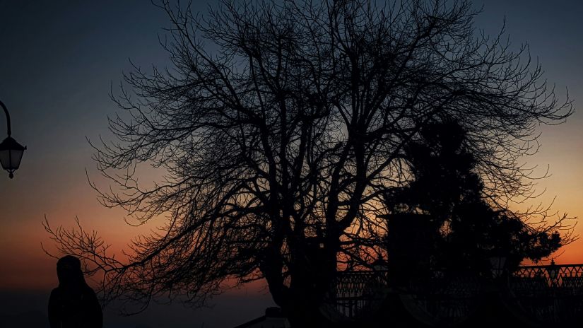 a tree's silhouette in view with all the leaves fallen away and the evening sky in the background