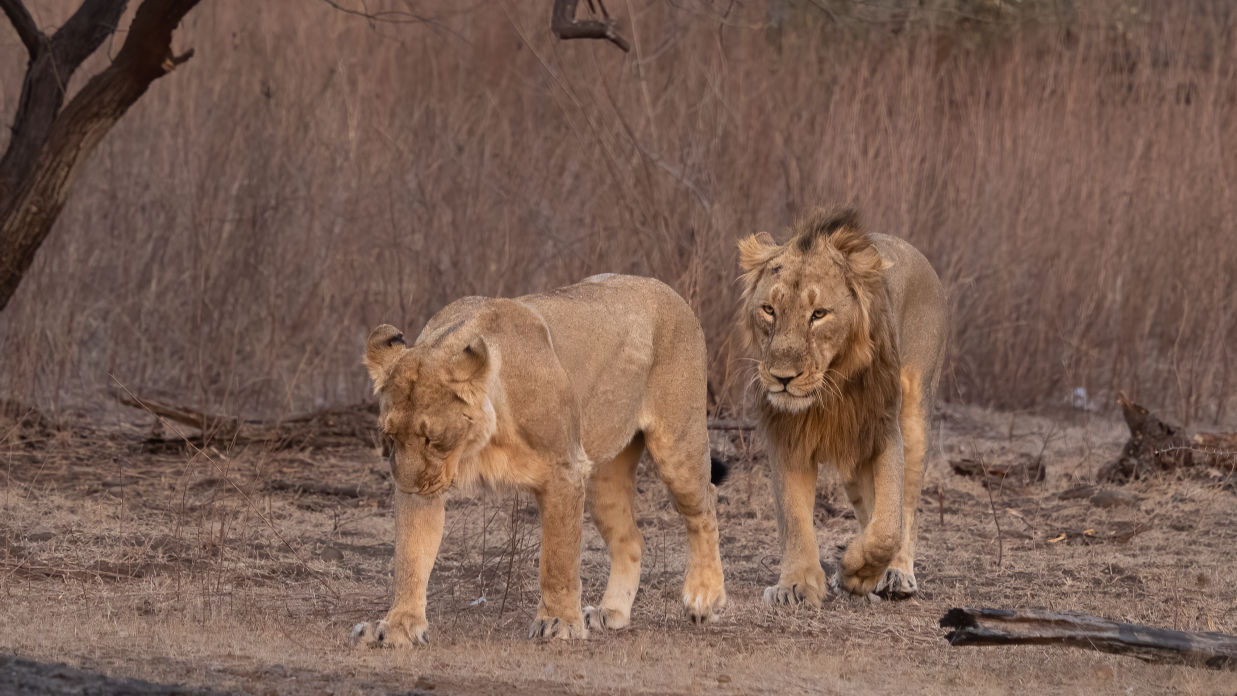 The intruder with the Rantanguna female