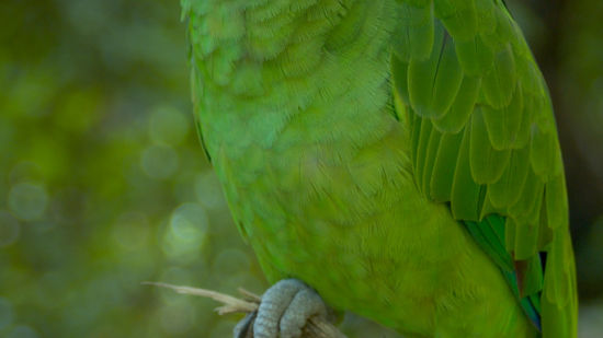 YELLOW NAPED AMAZON