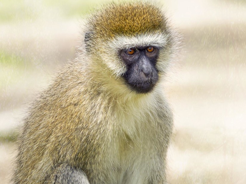 a grey langur sitting