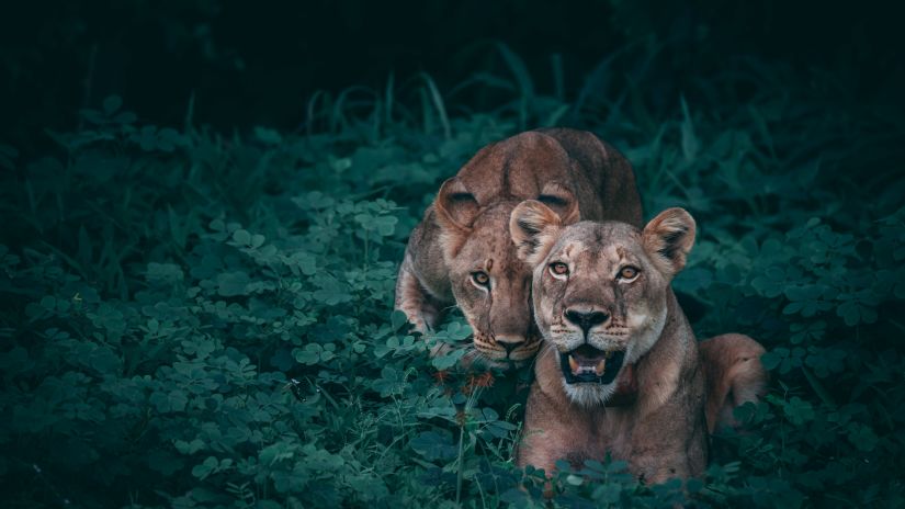 Netravali Wildlife Sanctuary with two exotic leapords beautifully