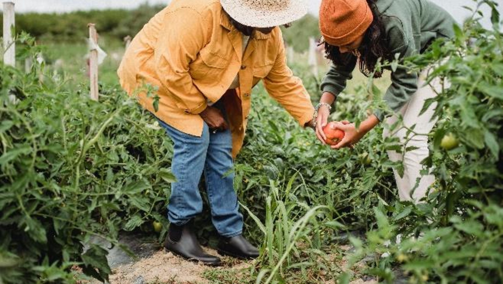 organic farming