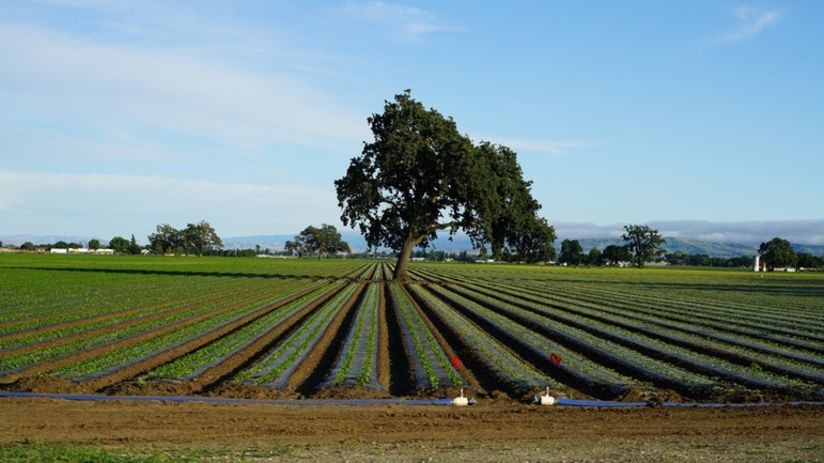 an image of a field