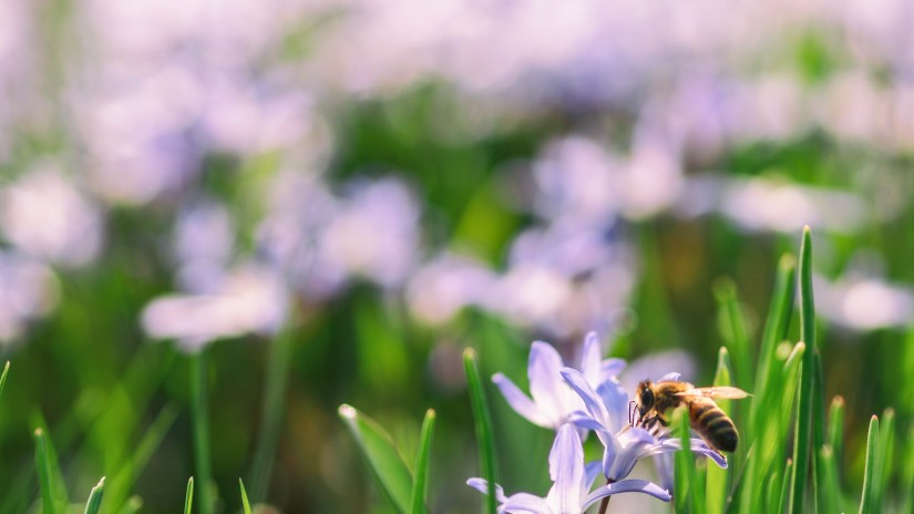 purplish flower field