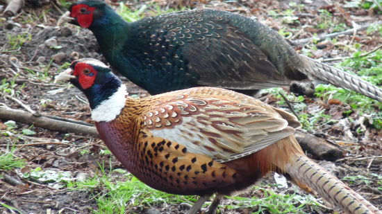 MELANISTIC RING-NECKED PHEASANT