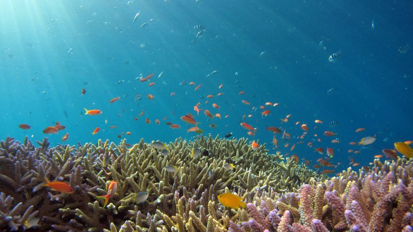 the underwater marine life with fishes swimming 