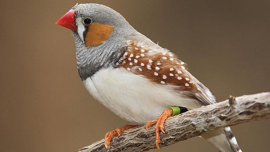 ZEBRA FINCH