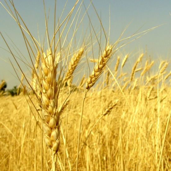 A close shot of paddy fields in Pench | The Riverwood Forest Retreat, Pench