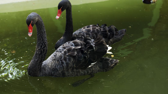 bird park esselworld,  a picture of black swans