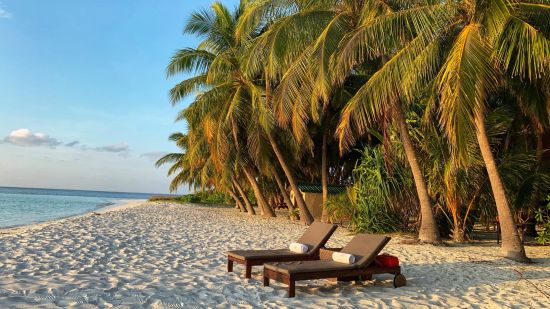 reclined chairs placed by the sea towered by beautiful coconut trees