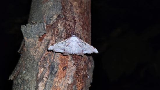 Aramness - An angel moth on a tree bark at night