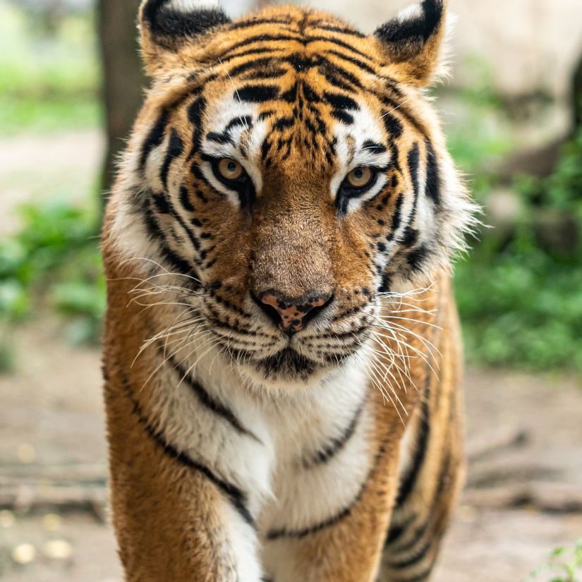 Young Tiger at Panna Tiger Reserve near Clarks Khajuraho