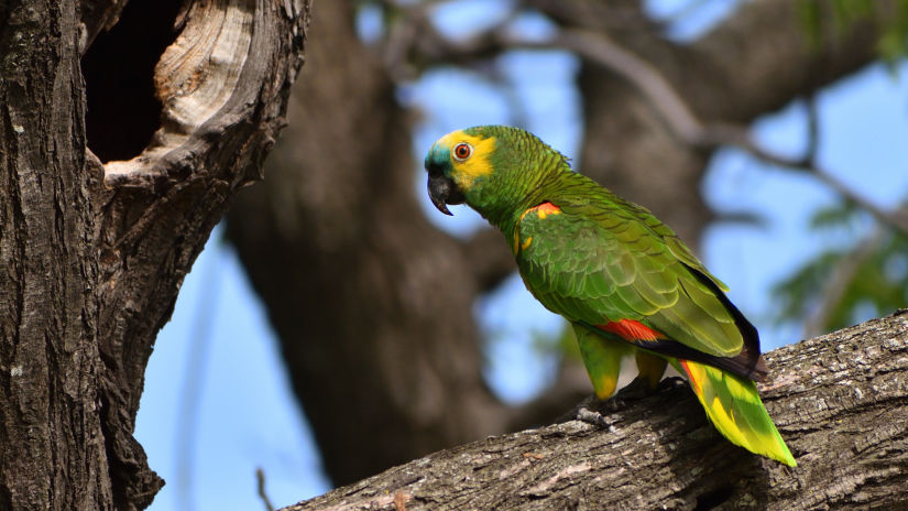 A close-up of a Wild Turquoise-fronted Amazon parrot perched on a branch in a bird sanctuary