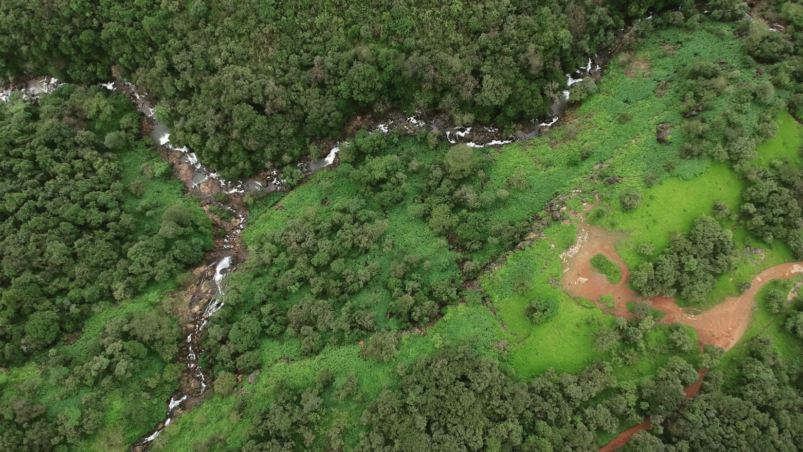 aerial view of a forest with a stream flowing through it