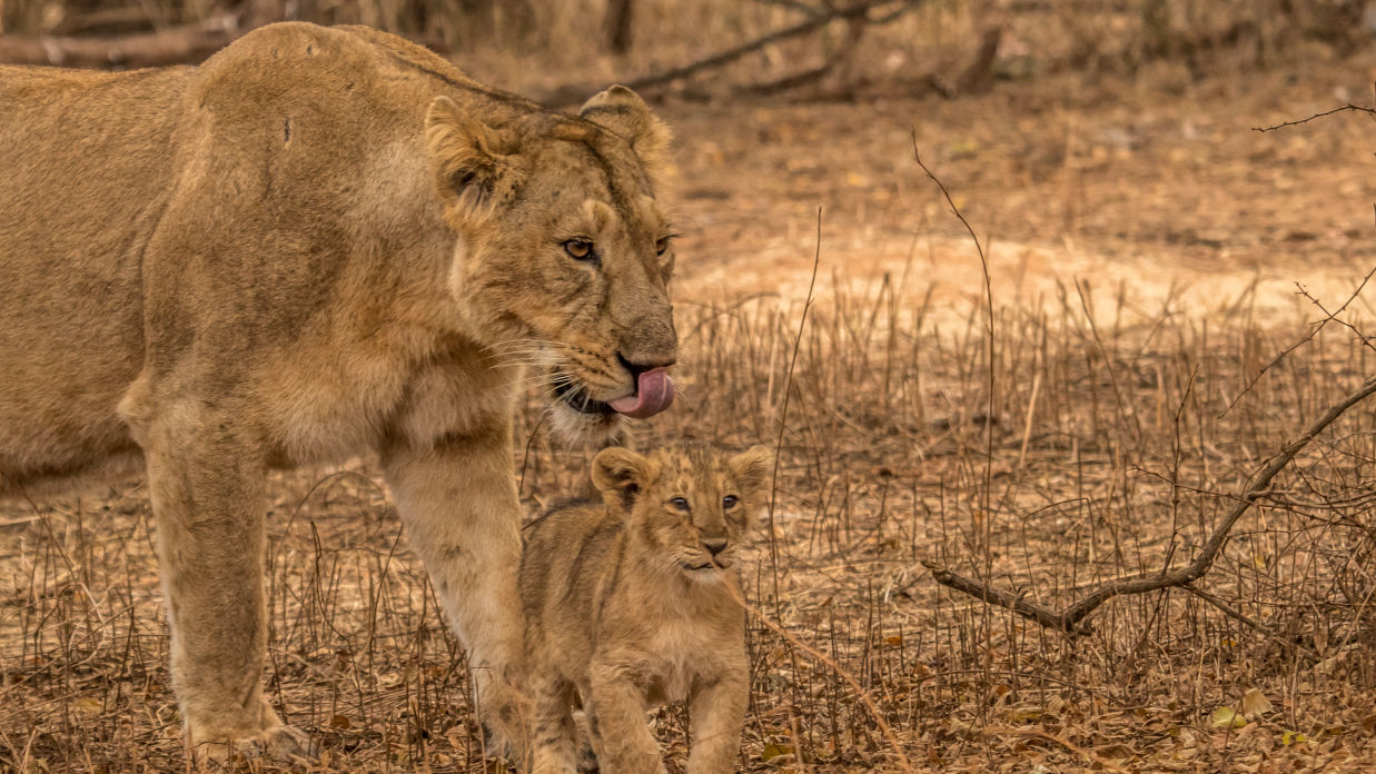 Image of a Cub with a Lioness