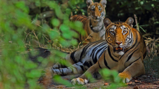 Satpura National Park