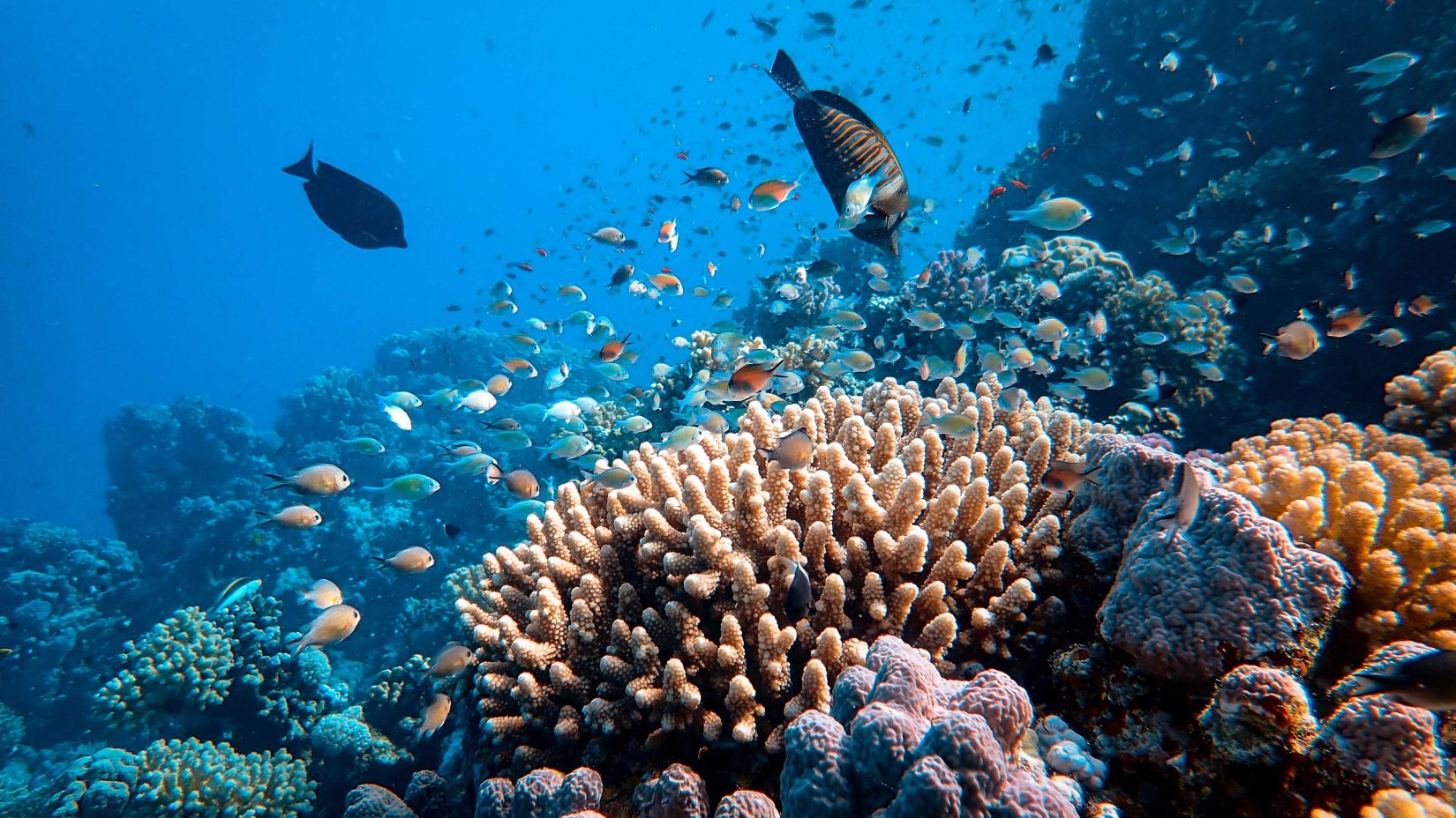 Coral reef with fishes swimming around it