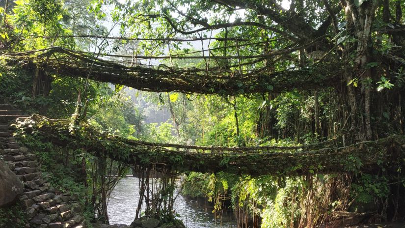 Living root bridges