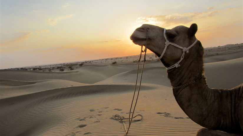 Sam Sand Dunes Sairafort Sarovar Portico Jaisalmer hotel palace in jaisalmer