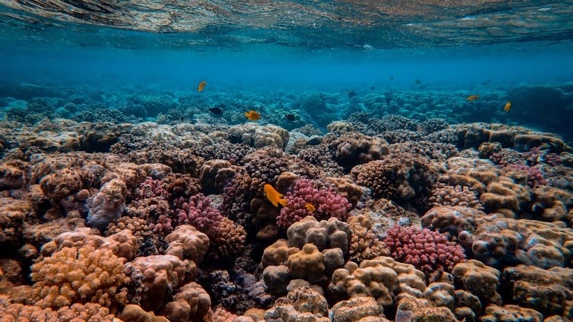 coral reefs in the Andaman and Nicobar Islands