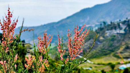 Mussoorie- Queen of Hill stations in India